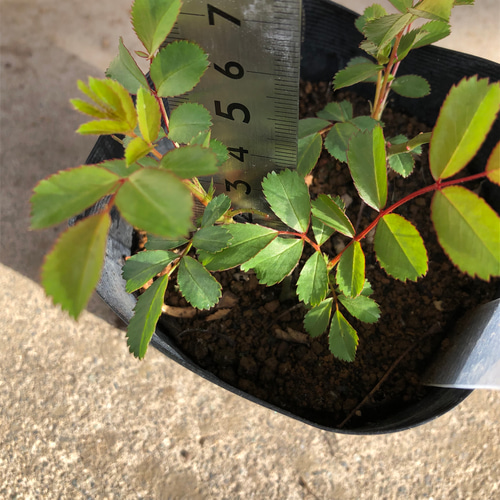 つるバラ バレリーナ 挿し木苗 1株 ポット 薔薇 小さな苗 多肉植物