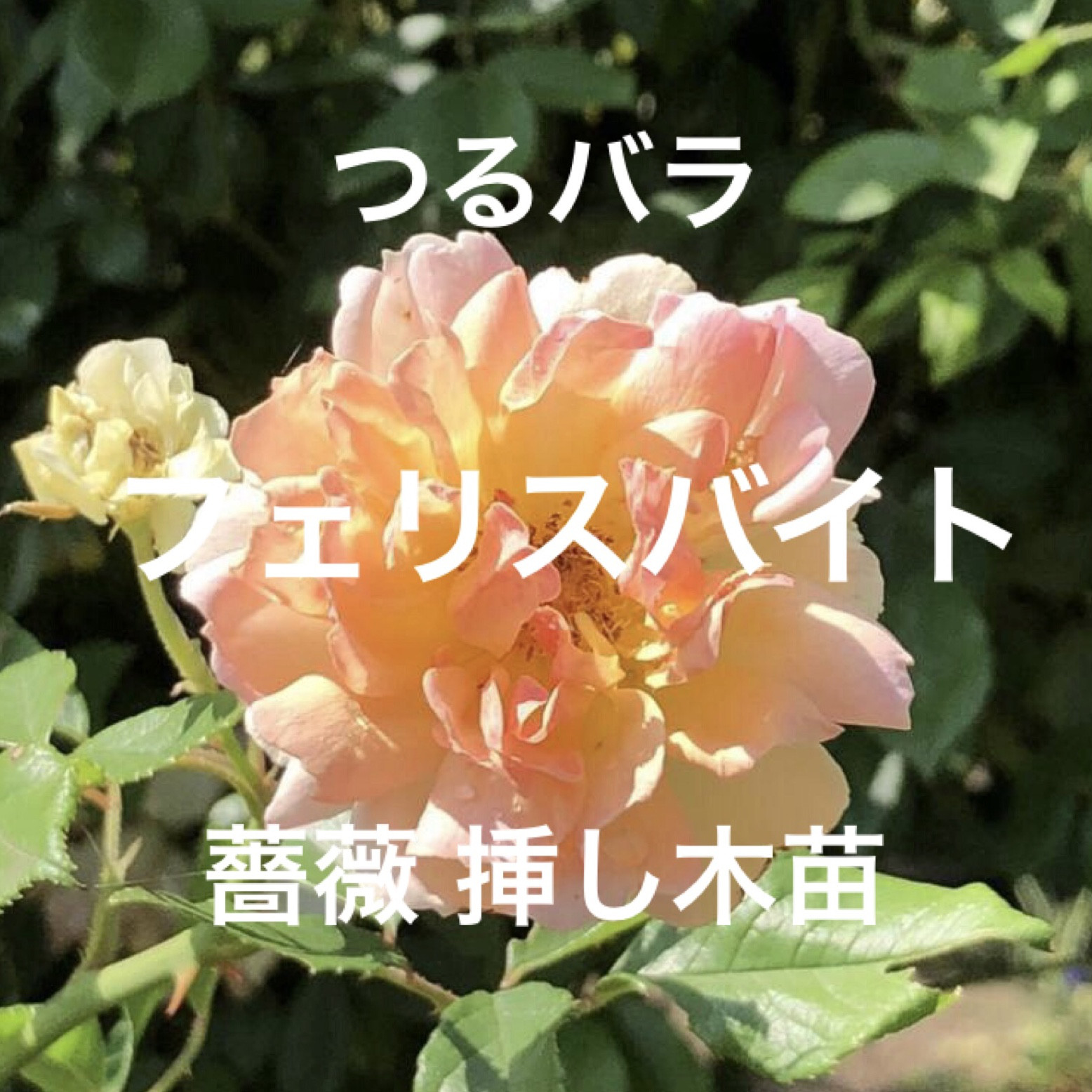 バラ挿し木苗 藤色 1 初々しい