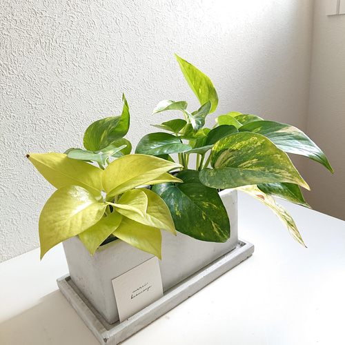 未使用】【中古】 エコ・プラント 室内の空気をきれいにする植物
