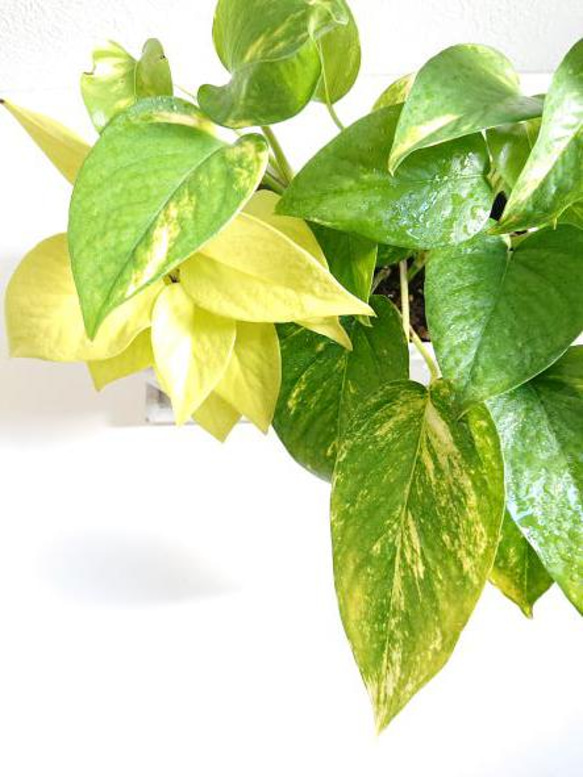 ●新作●空気浄化植物・マイナスイオン　”ポトスMIX　アレンジ（2鉢セット）鉢＆受け皿セット”　観葉植物　ギフト　贈り物 2枚目の画像