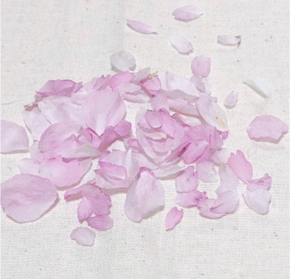 #62 R4年　ドライフラワー 桜 さくら 花びら 80枚 ピンクの花 素材 2枚目の画像