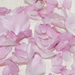 62 R4年 ドライフラワー 桜 さくら 花びら 80枚 ピンクの花 素材