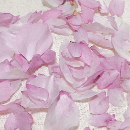 62 R4年 ドライフラワー 桜 さくら 花びら 80枚 ピンクの花 素材