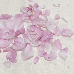 #62 R4年　ドライフラワー 桜 さくら 花びら 80枚 ピンクの花 素材 3枚目の画像