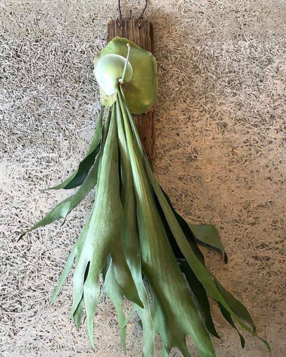 ビカクシダ ビフルカツムネザーランド 流木着生 その他アート