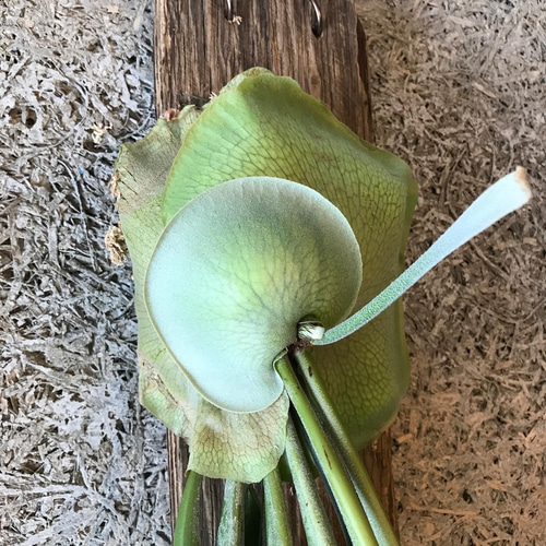 ビカクシダ ビフルカツムネザーランド 流木着生 その他アート