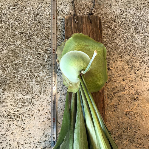 ビカクシダ ビフルカツムネザーランド 流木着生 その他アート