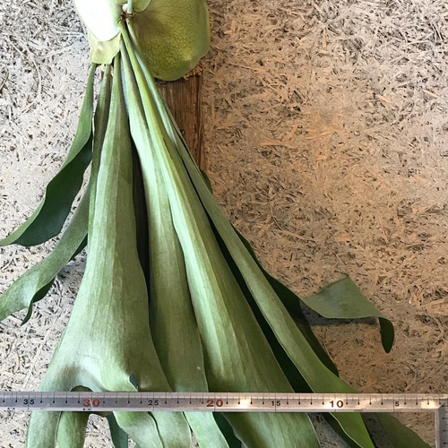 ビカクシダ ビフルカツムネザーランド 流木着生 その他アート