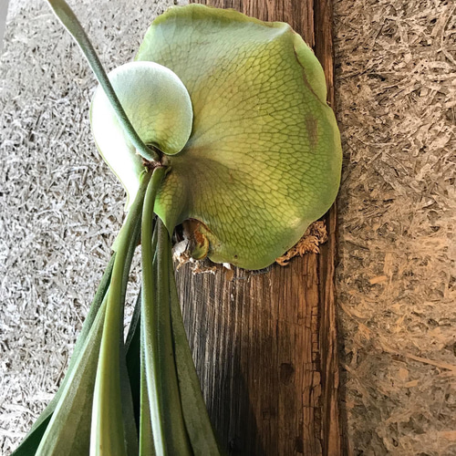 ビカクシダ　ネザーランド　流木仕立て ビカクシダ ネザーランド 流木仕立て ビカクシダ ネザーランド 流木仕立て