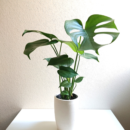 【引取限定】モンステラ 陶器鉢いり ○数量限定○新作○ ”モンステラ 鉢/受け皿セット（陶器製