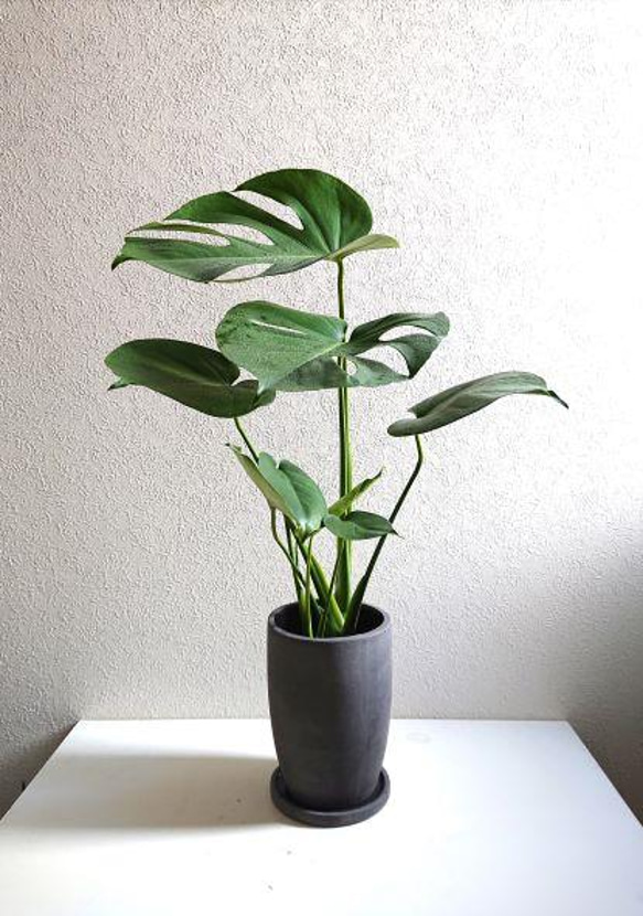 【引取限定】モンステラ 陶器鉢いり 溶岩砂 マットブラック塗装鉢(1鉢)受け皿付き 陶器鉢植え モンステラ モンステラ・ポトス
