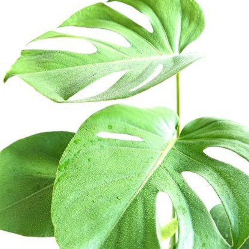 ○数量限定○新作○ ”モンステラ 鉢/受け皿セット（陶器製・グレーor