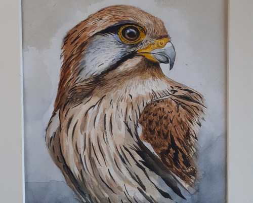 鷹(水彩画、額あり) 鷹(水彩画、額あり)