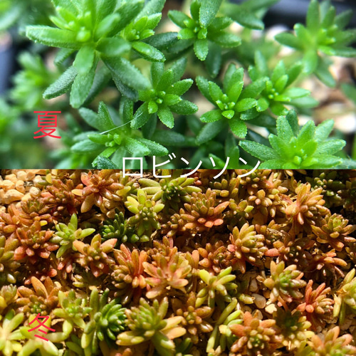 多肉植物＊気まぐれ寄せ植え＊ピンクプリティ(大)＊紅葉タイプ＊カット