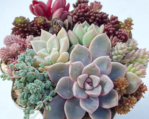 多肉植物*気まぐれ寄せ植え*ピンクプリティ(大)*紅葉タイプ 多肉植物*気まぐれ寄せ植え*ピンクプリティ(大)*紅葉タイプ