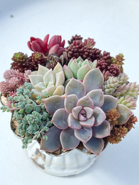 カット苗✨プリティインピンク錦♥️ おまとめ追加 ピンクプリティ錦 カット苗