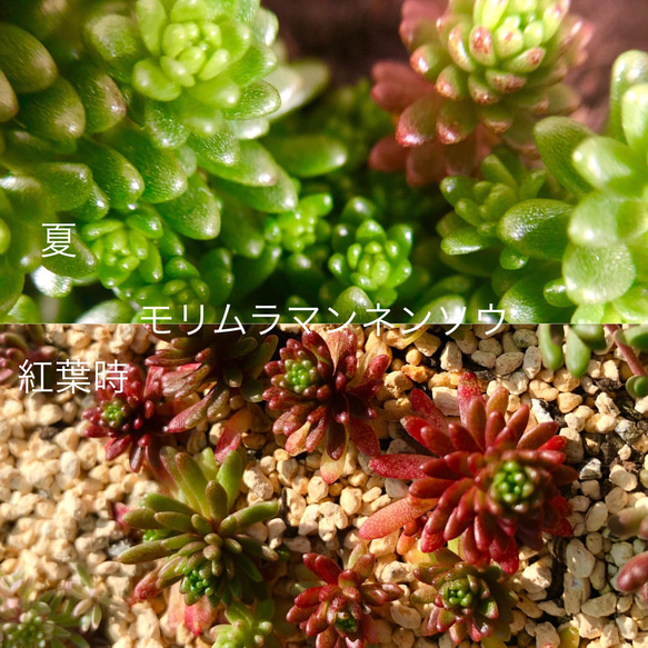 多肉植物＊気まぐれ寄せ植え＊ピンクプリティ(大)＊紅葉タイプ＊カット苗 9枚目の画像