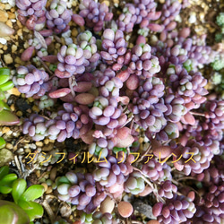 多肉植物＊気まぐれ寄せ植え＊ピンクプリティ(大)＊紅葉タイプ＊カット苗 6枚目の画像