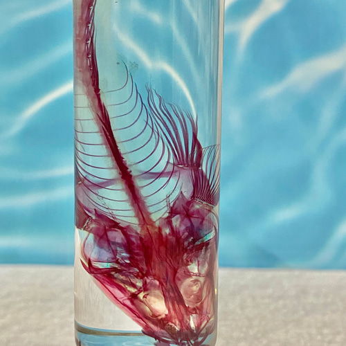 透明標本(マゴチ 全長約112mm) (通常品) その他インテリア雑貨 shounos