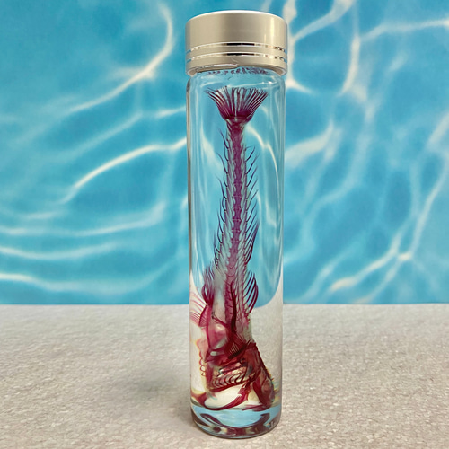 透明標本(マゴチ 全長約112mm) (通常品) その他インテリア雑貨 shounos