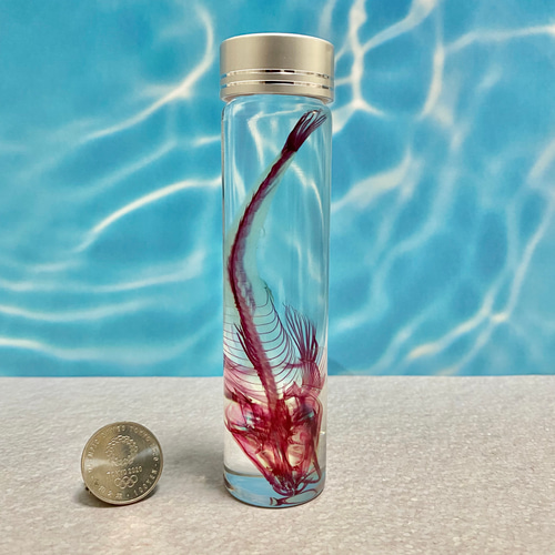 透明標本(マゴチ 全長約112mm) (通常品) その他インテリア雑貨 shounos