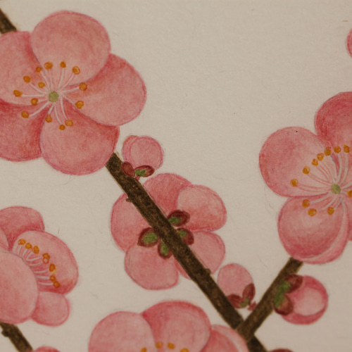 額装 ボタニカルアート 原画 手書き ウメ 絵画 Botanical Art Labo