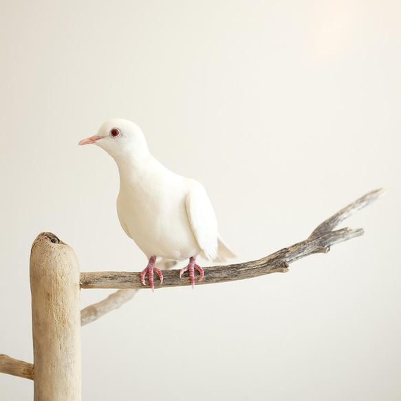 【sold】流木とシラカバの止まり木　階段つき 7枚目の画像