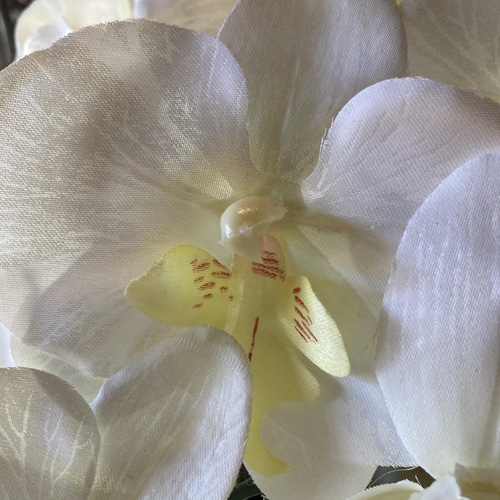 光触媒　人工観葉植物　ウォールグリーン　フェイク　フラワー　胡蝶蘭6340 光触媒 人工観葉植物 ウォールグリーン フェイク フラワー 胡蝶