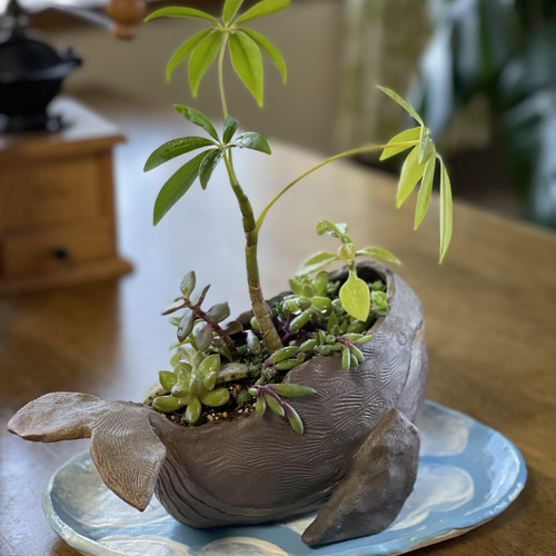 観葉植物寄せ植え用のくじら植木鉢 その他インテリア雑貨 やよい窯
