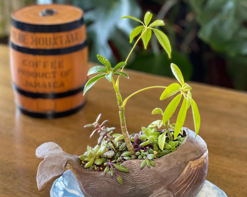 観葉植物寄せ植え用のくじら植木鉢 その他インテリア雑貨 やよい窯