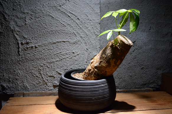 パキラ 鉢カバー込み 観葉植物