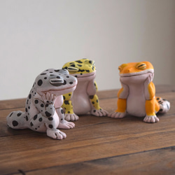 打盹的Leopa橘子 第4張的照片