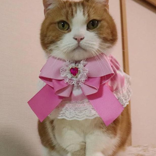 ピンクの猫 Amazon.co.jp: 猫壱 (necoichi) キャットトンネル (ピンク