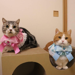 猫服　ケープ　マジカル　ゆめかわ　ピンク 2枚目の画像
