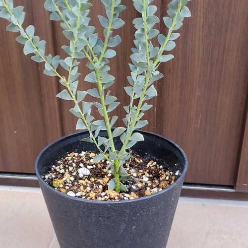 サンカクバアカシア　三角葉アカシア　テラコッタ鉢植え　苗ミモザ　ウェルカムツリー サンカクバアカシア 三角葉アカシア テラコッタ鉢植え 苗ミモザ
