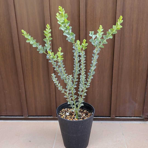 三角の葉が可愛い♪サンカクバアカシア 鉢植え 観葉植物 ミモザ
