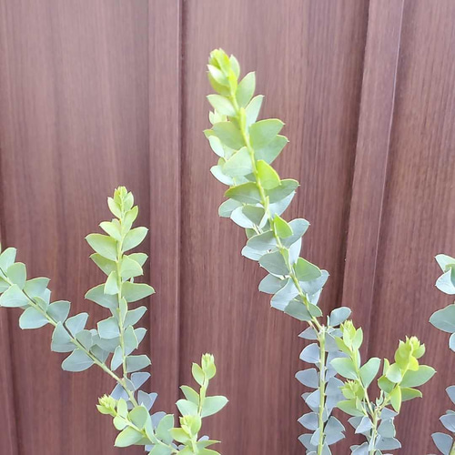 三角の葉が可愛い♪サンカクバアカシア 鉢植え 観葉植物 ミモザ
