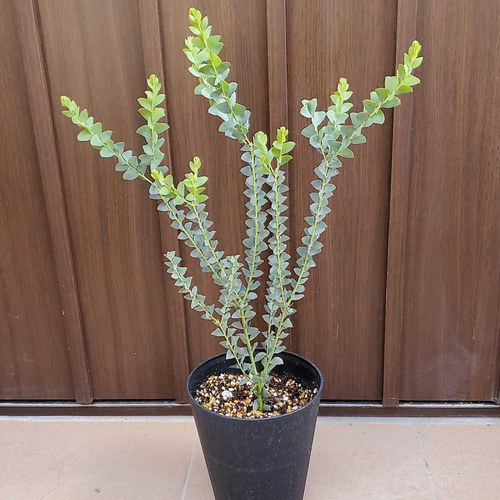 三角の葉が可愛い♪サンカクバアカシア 鉢植え 観葉植物 ミモザ