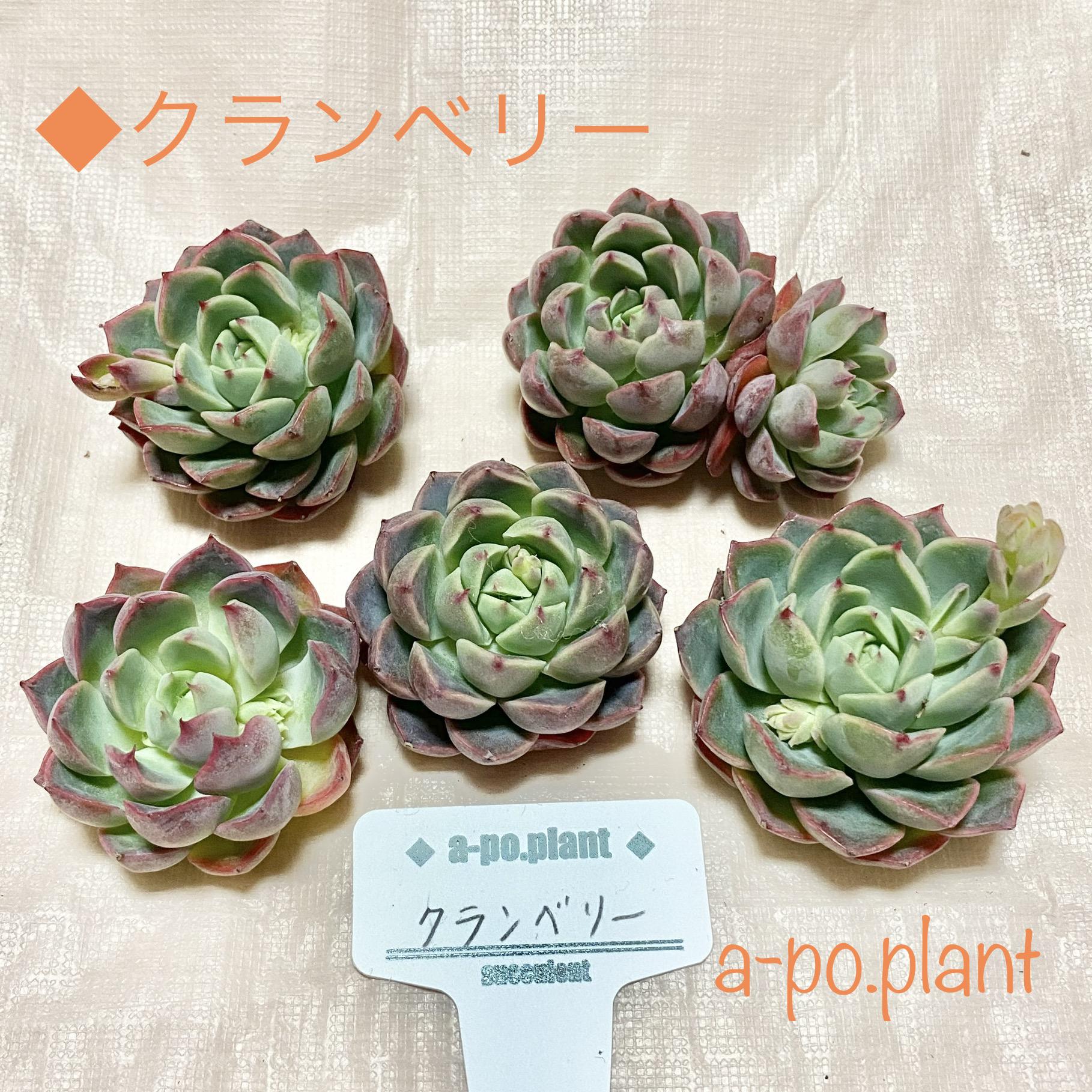 多肉植物 クランベリー 6cmポット苗