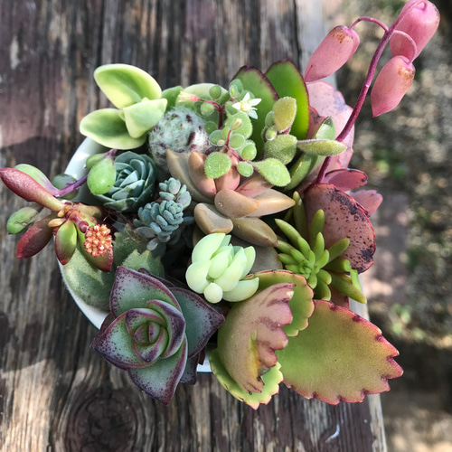 多肉植物☆抜き苗15個セット a*s様 B1505-4×15