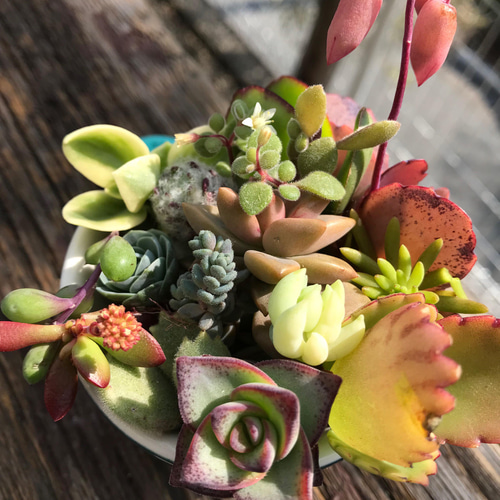 今だけ❣️多肉植物 15種類 抜き苗＋カット苗✨ 多肉植物 ベッカリーノ 
