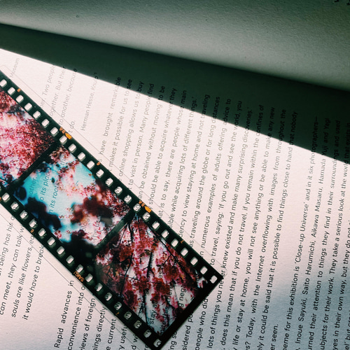 35mm ポジフィルム風クリアブックマーカー 桜 4枚セット 写真