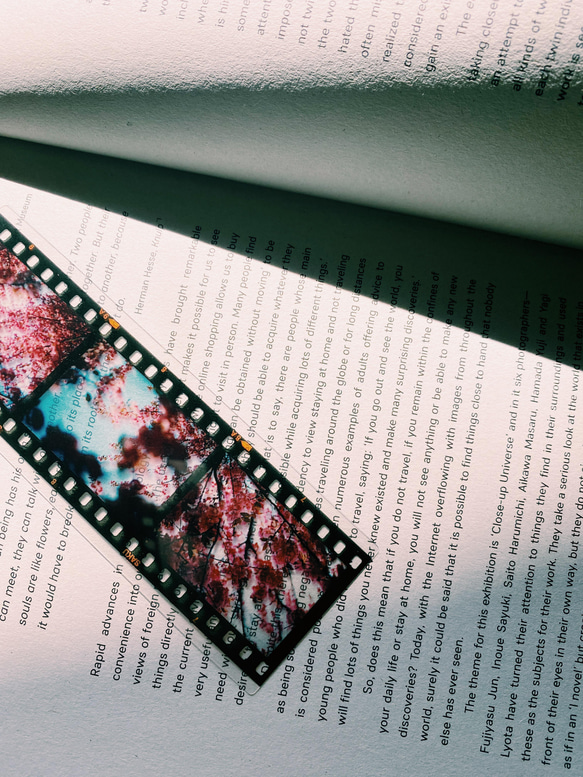 35mm　ポジフィルム風クリアブックマーカー　　桜　４枚セット 3枚目の画像
