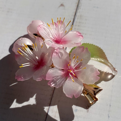 ソメイヨシノ桜のヘアクリップ 朝露付き 5枚目の画像