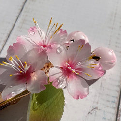 ソメイヨシノ桜のヘアクリップ 朝露付き 3枚目の画像