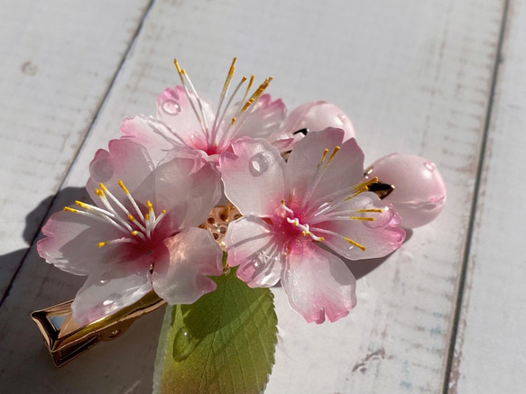 ソメイヨシノ桜のヘアクリップ 朝露付き 3枚目の画像