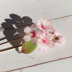 ソメイヨシノ桜のかんざし 朝露付き 2枚目の画像