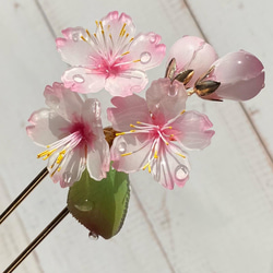 ソメイヨシノ桜のかんざし 朝露付き 3枚目の画像