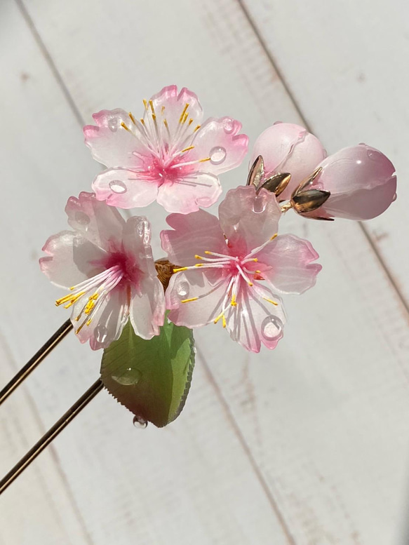 ソメイヨシノ桜のかんざし 朝露付き 3枚目の画像