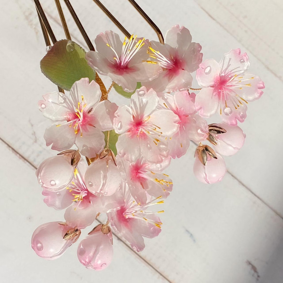 ソメイヨシノ桜のかんざし 朝露付き 4枚目の画像